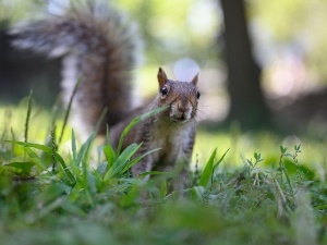 Dead Squirrel With A Bloody Mouth (Why This Happens, What To Do + FAQ’s)
