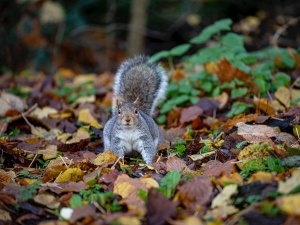 Squirrel In Shock Symptoms (2 Types of Shock + Treatment + FAQ’S)