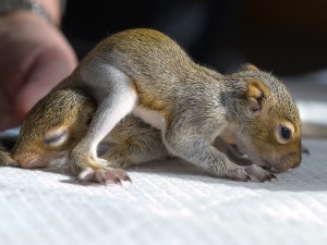 Baby Squirrel Pneumonia Treatment (4 Treatment Options + FAQ’s)