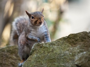 How To Train A Squirrel To Use A Litter Box (A Quick And Easy Way + FAQ’s)