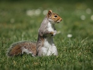 Do Squirrels Grieve (A Closer Look + FAQ’s)