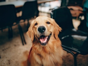 Natural Ways To Get Rid Of Skunk Smell On A Dog