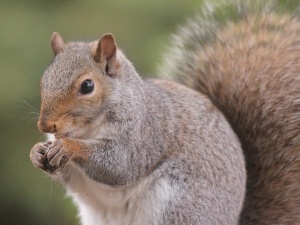 Squirrel Not Moving But Breathing (3 Reasons Why + What To Do + FAQ’s)