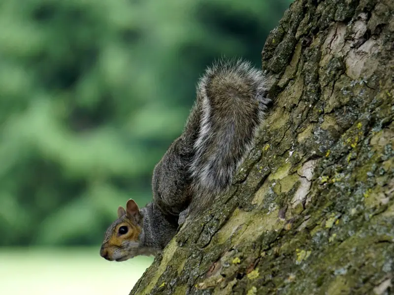 How To Train A Squirrel To Not Bite (3 Things To Do) – Critter Clean Out