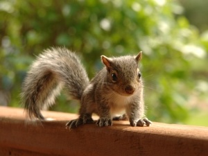 Baby Squirrel Has Diarrhea (3 Reasons Why + What To Do + FAQ’s)