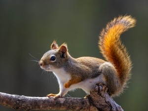 Squirrel Dragging Its Back Legs (1 Reason Why + What To Do + FAQ’s)