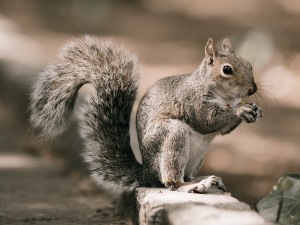 Is It Illegal To Run Over A Squirrel? (Where It Is + Where It Isn’t)