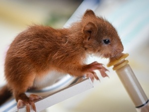 Baby Squirrel Constipated (How To Tell, Why This Happens, What To Do + FAQ’s)