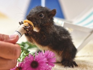 How To Stop Diarrhea In Baby Squirrels (4 Ways To Stop Diarrhea + FAQ’s)