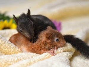 How To Tell If A Baby Squirrel Is Dehydrated (4 Ways To Tell)