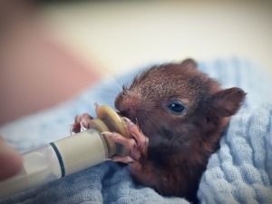 Baby Squirrel Bloated Stomach (3 Reasons Why + What To Do + FAQ’s)