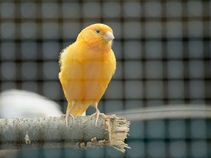 Canary Sleeping With Its Head Down (2 Reasons Why + What To Do)