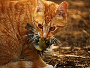 My Cat Caught A Bird And It’s Still Alive (What To Do + Risks To The Bird And Your Cat)