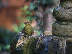 Olive Oil In Bird Bath (Helpful Or Not + What Works)