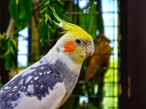 Apple Cider Vinegar For Cockatiels (7 Uses Of This Vinegar)