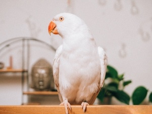 Bird Plucking Feathers Under Wings (4 Reasons Why)