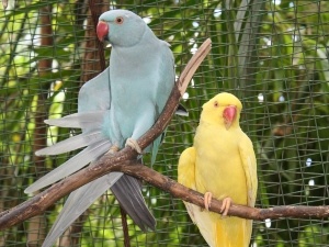 What Happens When A Bird Loses Its Tail Feathers, (What Will Change + FAQ’s)