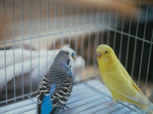 Budgie Plucking Feathers Under Wings (2 Reasons Why)