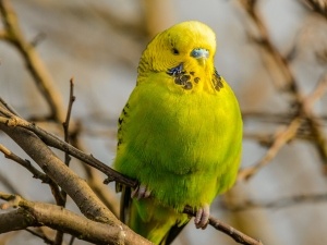 Natural Antibiotics For Budgies (3 Natural Antibiotics To Use In Addition To Commercial Options)