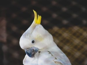 My Bird Hit His Head (4 Risks + When To Worry + What To Do)