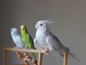 Bird Losing Feathers Under Wings ( 2 Reasons Why + What To Do)