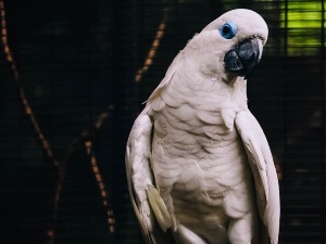 How To Tell If A Birds Neck Is Broken (How To Help A Bird + FAQ’s)