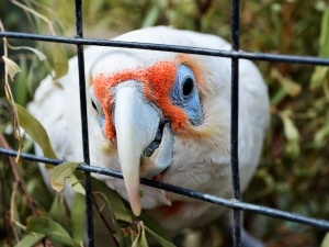 Pain Relief For Birds (3 Natural Options, 4 Commercial Options + What To Avoid)