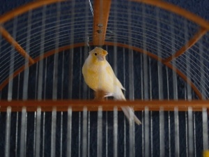 Why Do Birds Pluck Their Babies’ Feathers? (6 Reasons Why + What To Do)