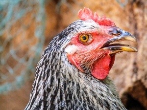 Chicken Blind In One Eye (2 Reasons Why + How To Tell + What To Do)