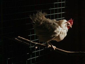Chicken Pecked To Death (6 Reasons Why + What To Do)