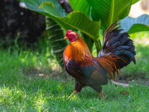 Chicken Walking Sideways (Why This Happens + What To Do + FAQ’S)