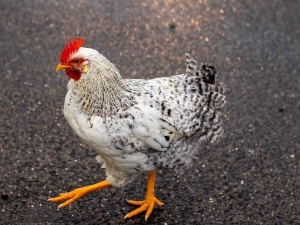 Chicken Walking Low On Ground (4 Reasons Why + What To Do)