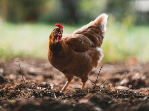 Chicken Walking Funny (5 Reasons Why + What To Do)
