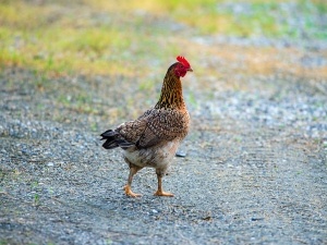 Chicken Sprained Leg (5 Things To Do If This Happens)