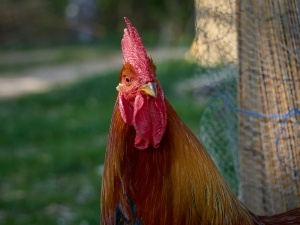 Chickens Eyes Stuck Closed (2 Reasons Why + What To Do + FAQ’s)