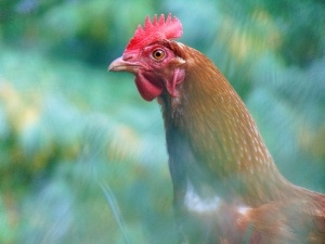 Chicken Irregular Pupil (3 Reasons Why + What To Do)