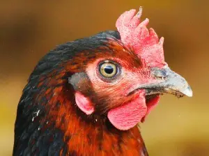 Traumatized Chicken Behavior (7 Behaviour Changes To Look Out For)