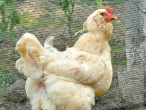 Electrolytes And Probiotics For Chickens (Why Your Birds Really Need Them)