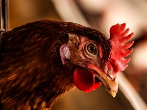 Lethargic Rooster With Closed Eyes (4 Reasons Why + What To Do)