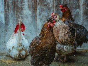 Can You Stop Chickens From Pecking Each Other Using Vinegar? (The Truth)