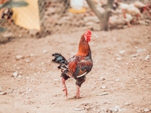 How To Help A Sick Chicken Gain Weight (5 Things To Feed Them)