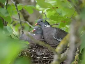 Can You Disturb A Pigeon Nest? (Legalities + From The Bird’s View)