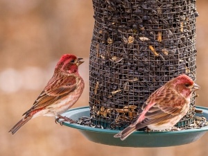 How To Keep Big Birds Away From Feeders (8 Effective Ways To Do This)