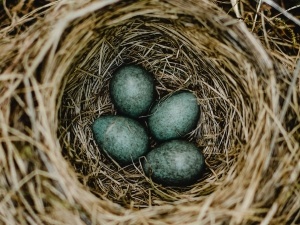 Signs Your Bird Is Going To Lay An Egg (8 Signs To Look Out For)