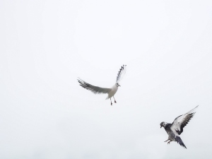 Why Do Birds Eat Other Birds? (3 Fascinating Reasons Why)