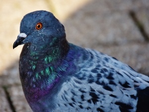 How To Stop Pigeons From Laying Eggs (6 Effective Ways)