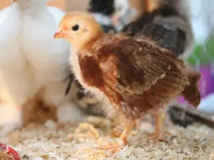 Shrink Wrapped Chick (What It Is + Why It Happens + What To Do)