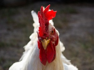 Wart On Chicken Beak (2 Reasons Why + What To Do)