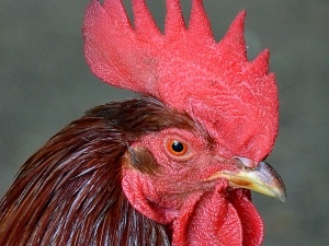 Chicken Has A Purple Comb And Is Lethargic (3 Reasons Why, What To Do + FAQ’s)