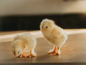 Chick Hatching With A Dry Membrane (1 Reason Why + What To Do)